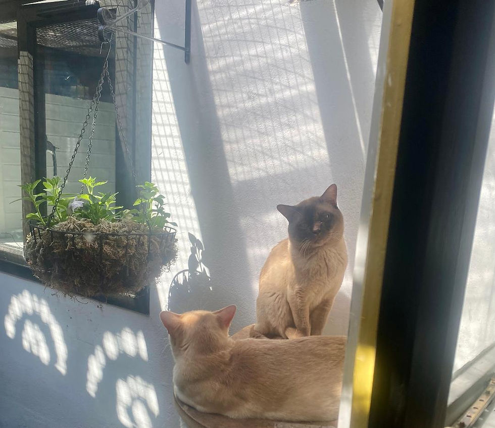 Chilling in the sun
