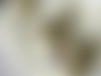 Burmese kittens available