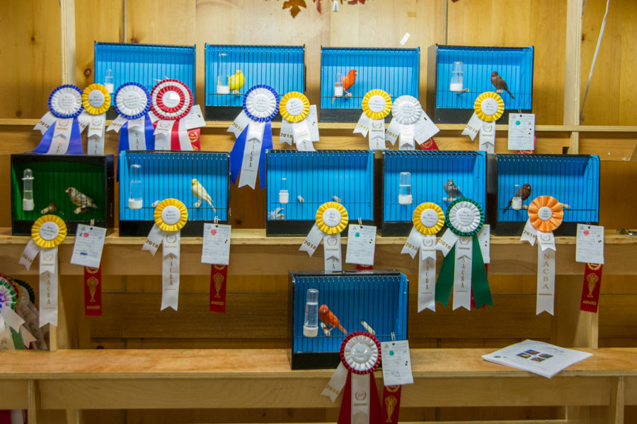 46-best-colourbred-1