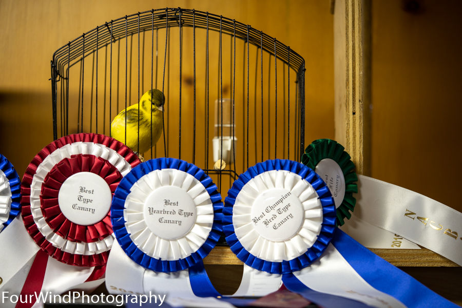 33-type-canary-fife-1