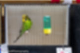 108-jim-budgerigar-1