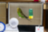 107-jim-3rd-best-budgerigar-1
