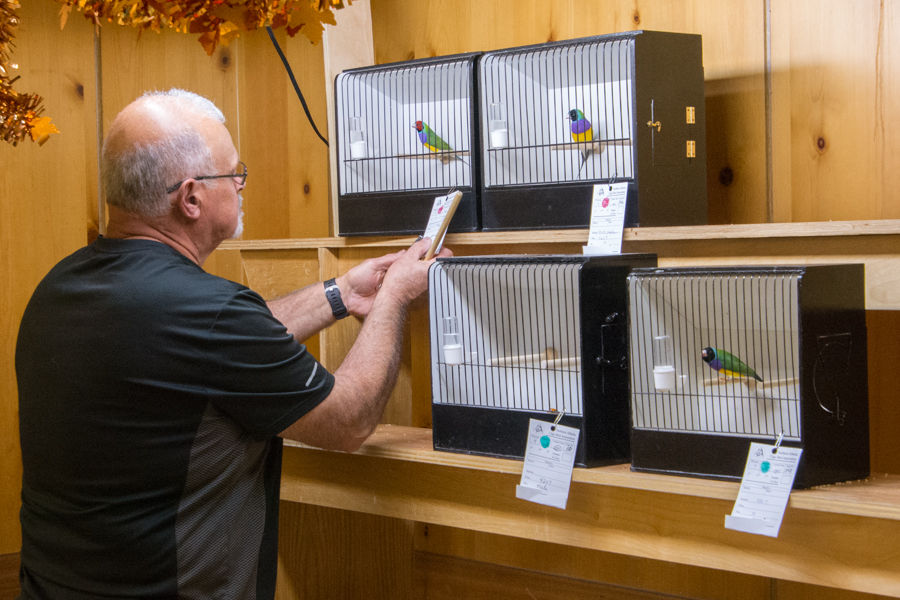 15-john-zerafa-judging-gouldian-finches-1