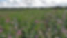 countryside-stewardship1.jpg