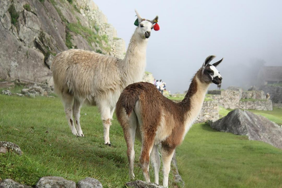 ree