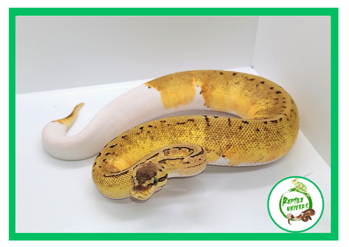 Python regius 