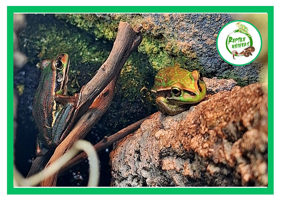 Miniature : Dryopsophus ( Litoria) aureus 
