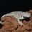 Miniature : Crotaphytus collaris " New Mexico Fancy spotted"