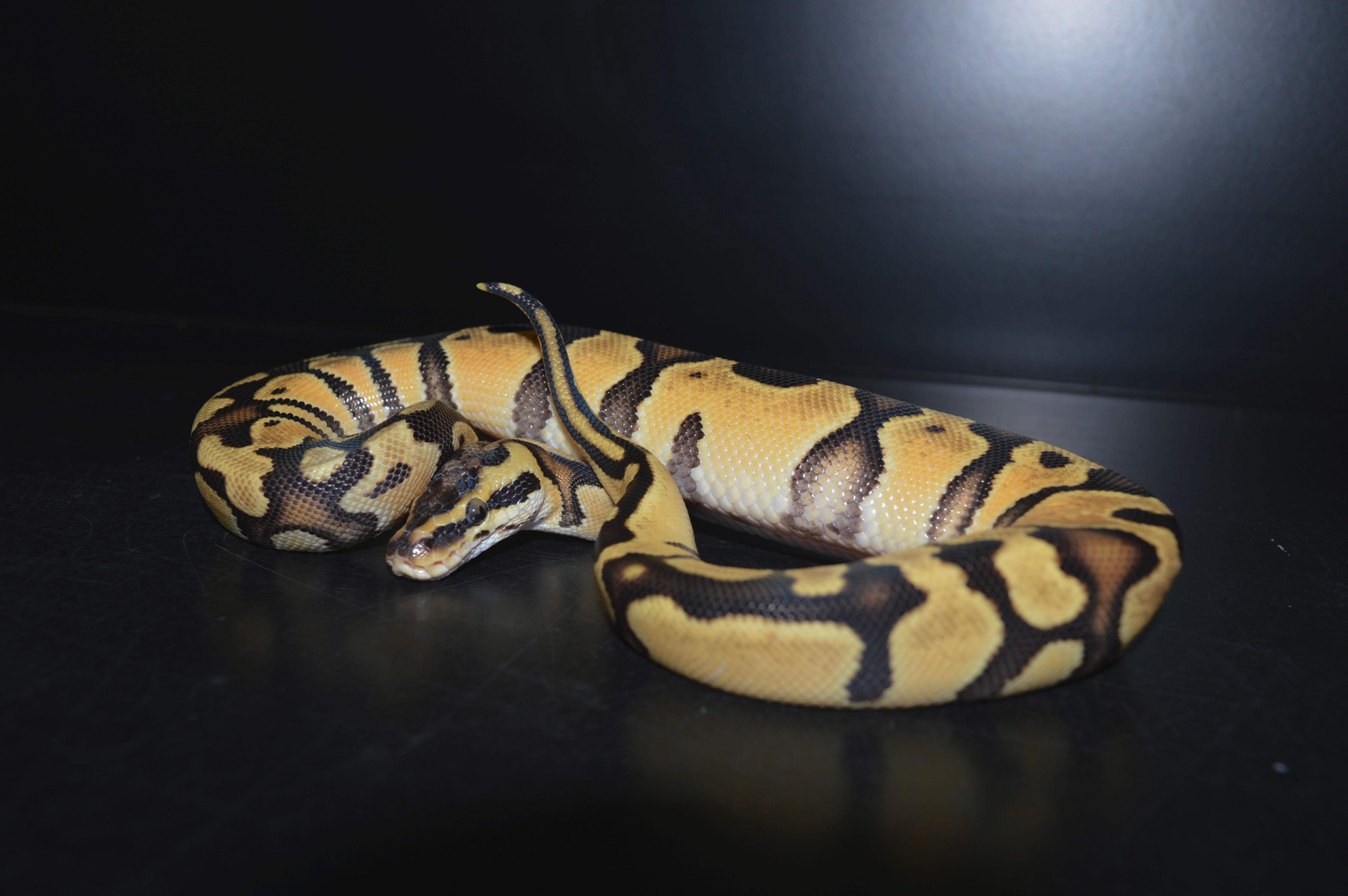 Python Régius Enchi Pastel