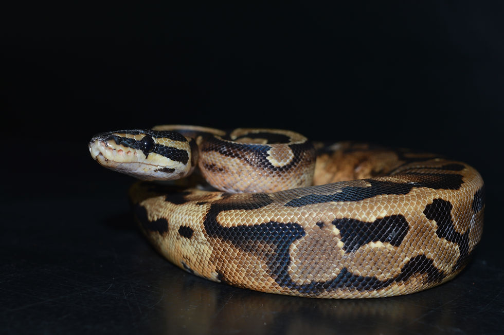 Miniature : Python Régius Piebald «Low White »