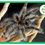 Miniature : Tliltocatl «Brachypelma » albopilosus 