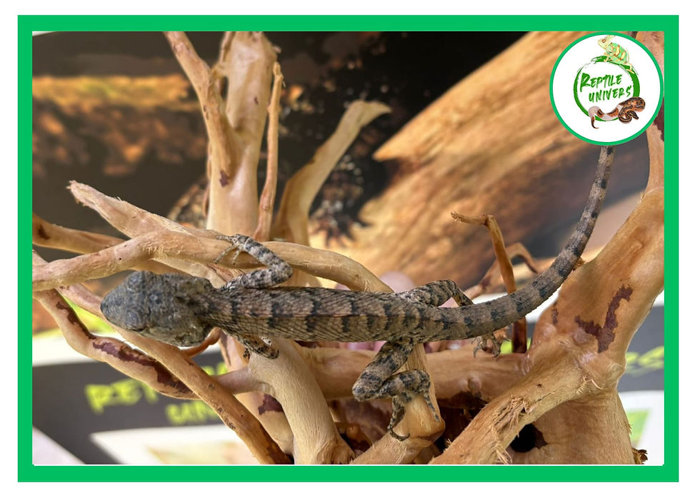 Miniature : Calotes versicolor 