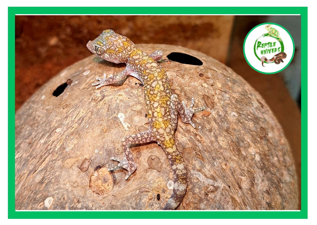 Stenodactylus Sthenodactylus