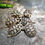 Miniature : Kit complet Tortue Terrestre + Tortue marginata