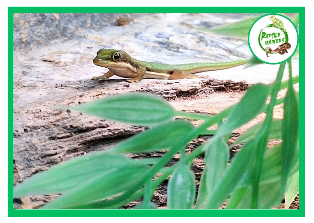 Phelsuma lineata lineata 