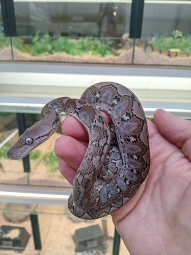 Python Reticulatus Dwarf Malayopython (Python) reticulatus