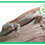 Miniature : Rhacodactylus auriculatus "Red/Orange  stripe" 