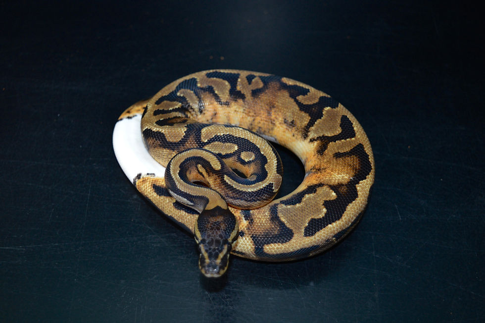 Miniature : Python Régius Piebald «Low White »