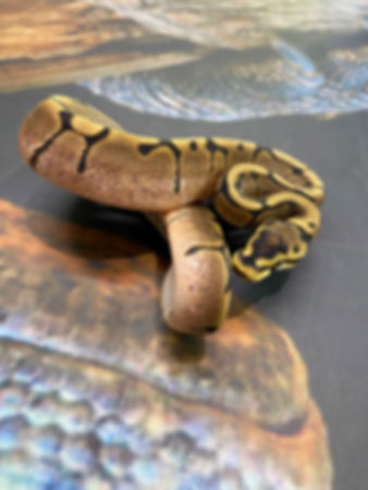 Python regius " Spider het piebald » NC2024