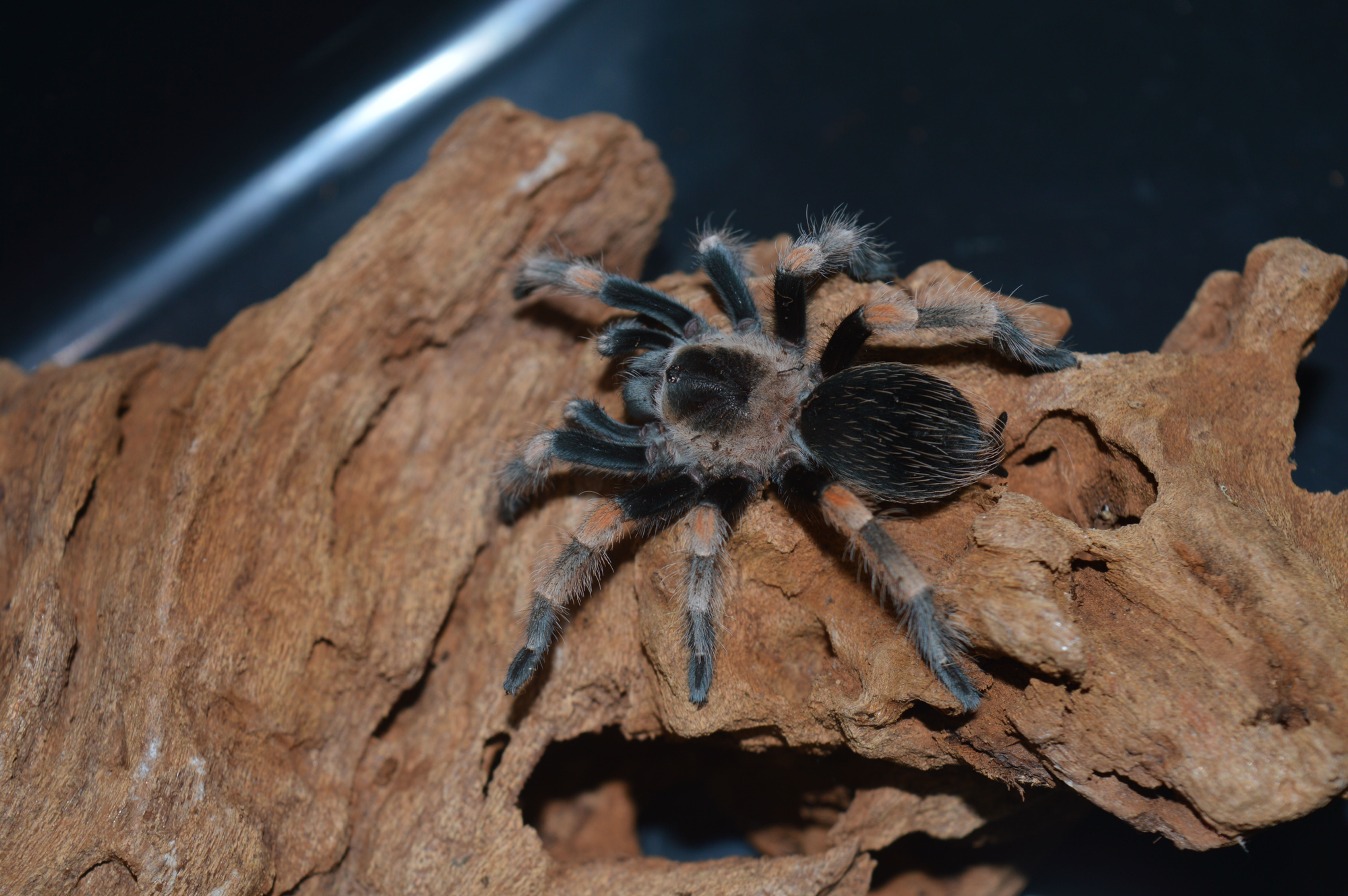 Brachypelma hamorii 4 cm