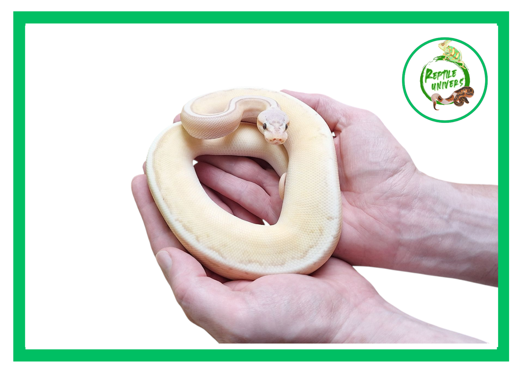 Python regius " Banana super pastel genetic stripe "