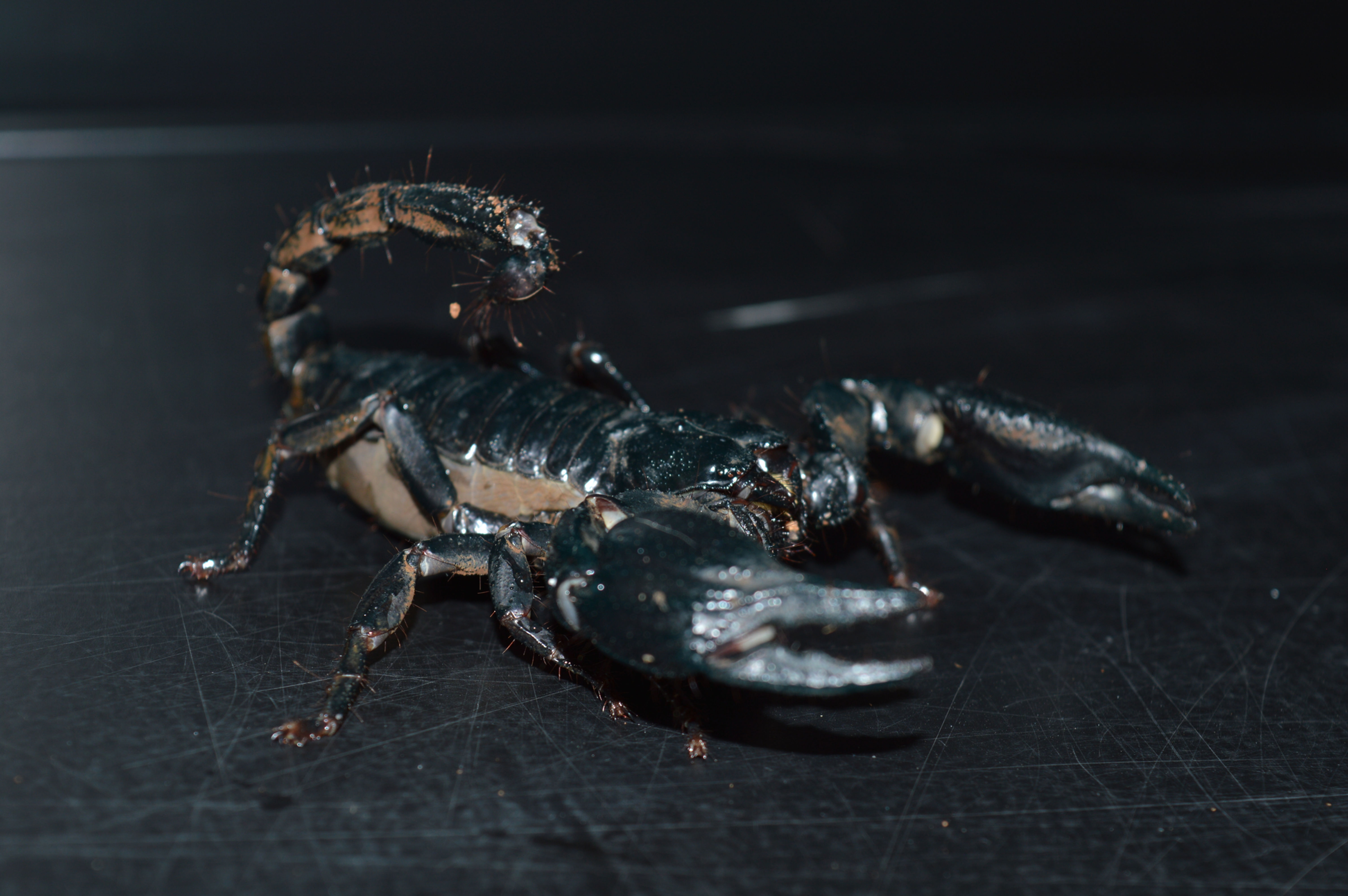 Heterometrus Spinifer