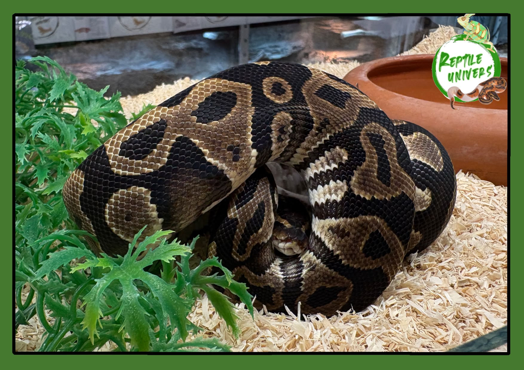 Python regius " Leopard"