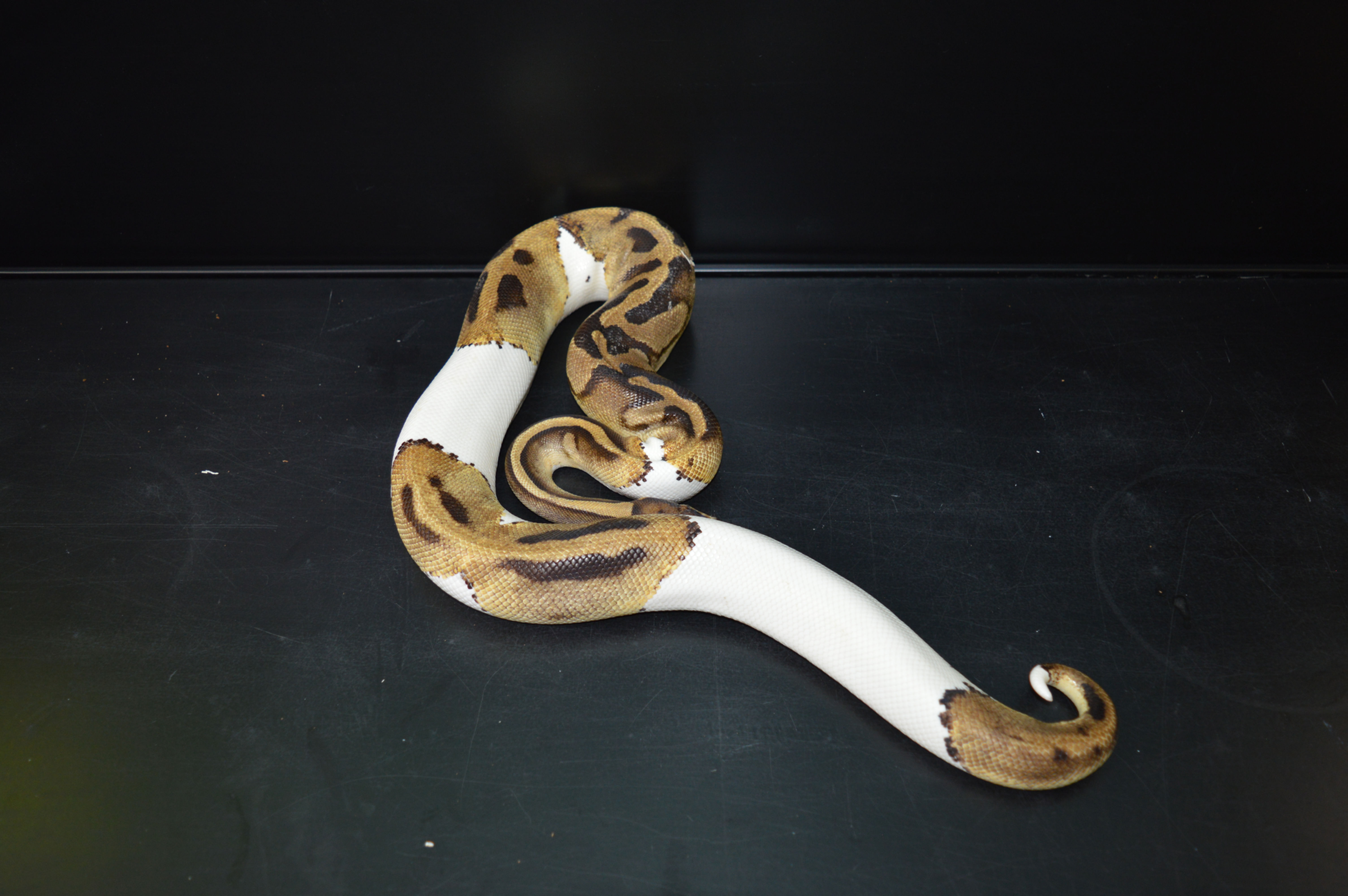 Python regius Adulte "Piebald pastel" NC2019
