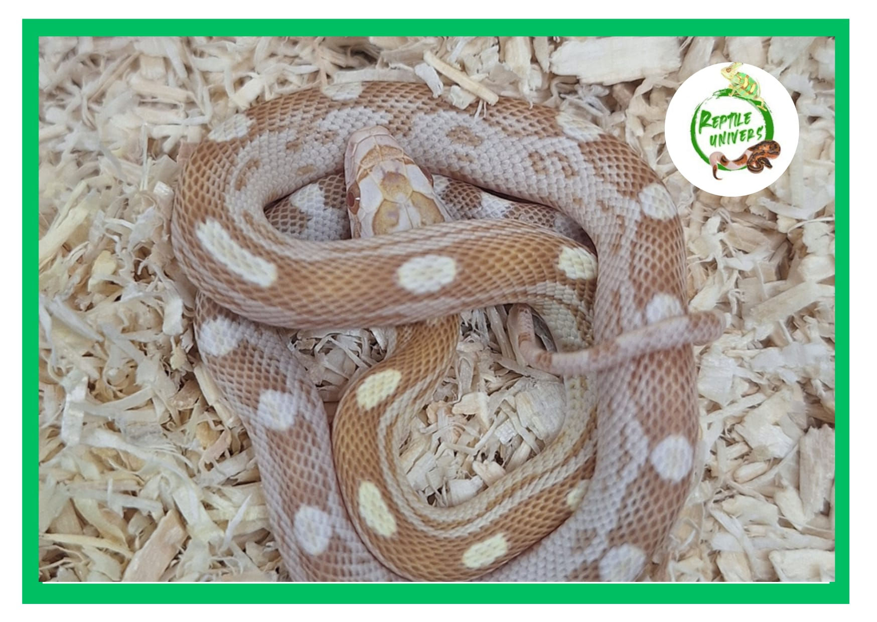 Pantherophis guttatus " Goldust motley "