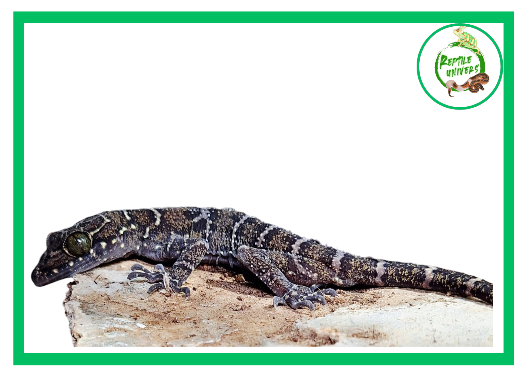 Cyrtodactylus consobrinus 