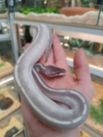 Python regius "Purple passion pastel " Mojave X Phantom×Pastel" NC2024