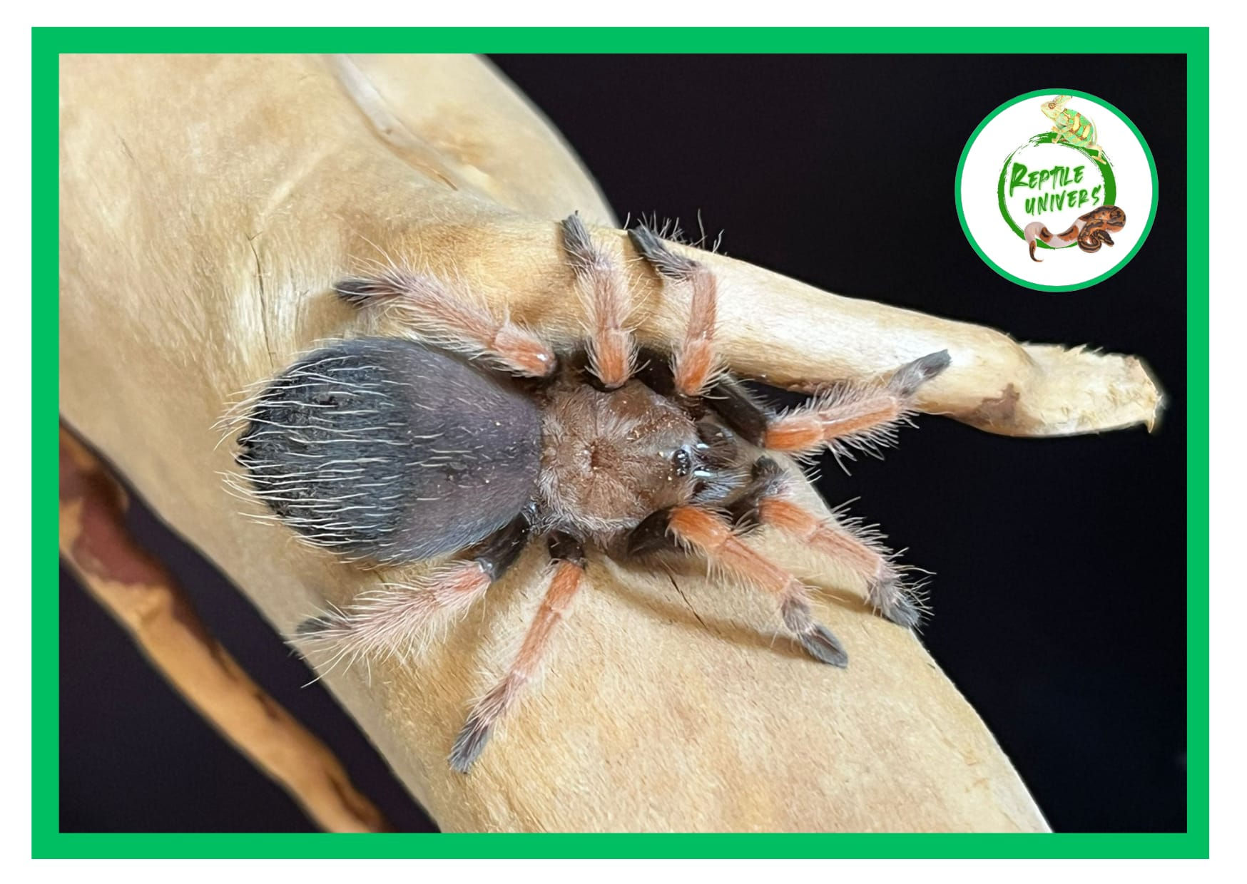 Brachypelma boehmei 5cm