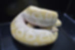 Miniature : Python regius "Crystal Pastel "