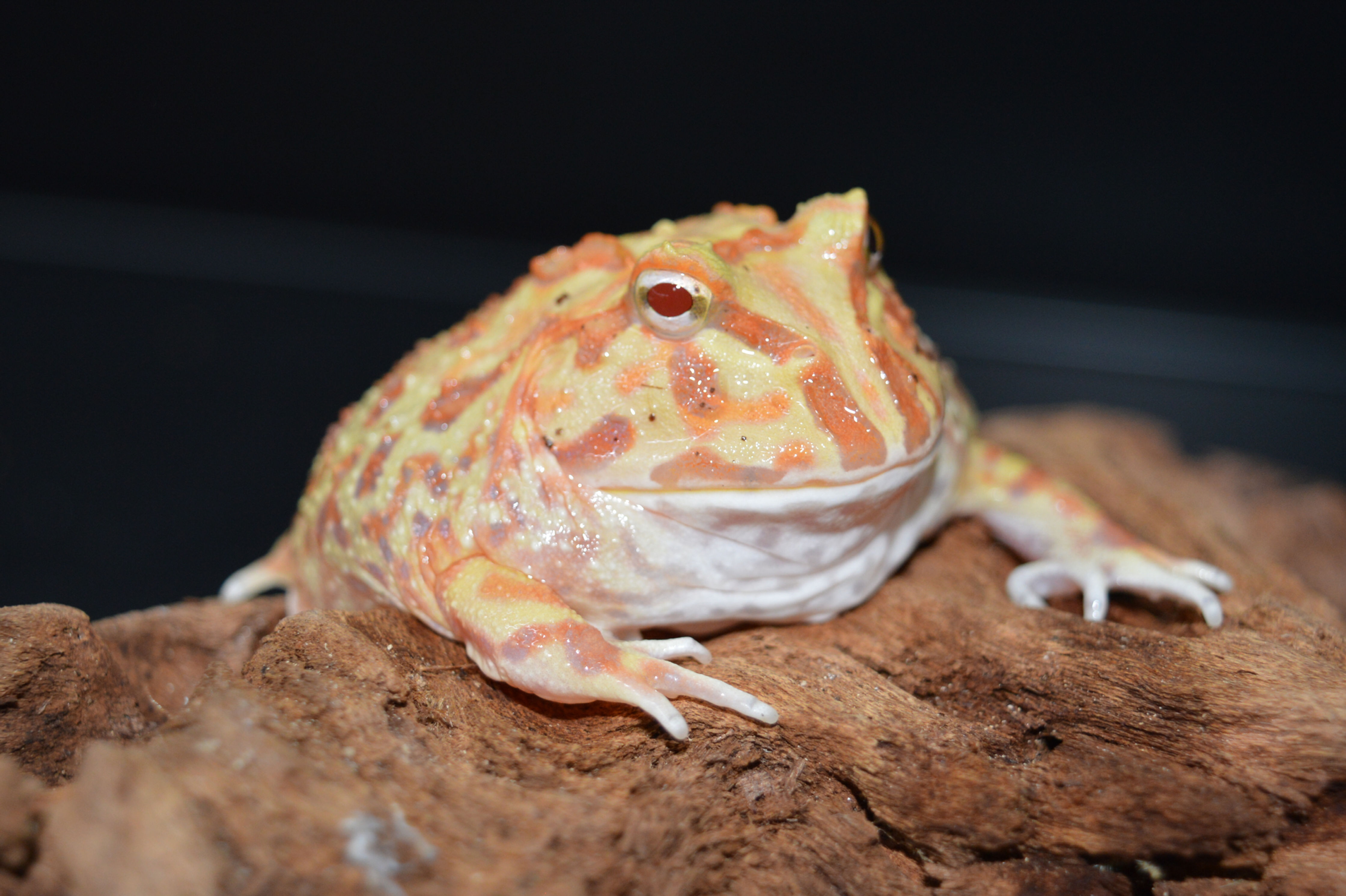 Ceratrophys Cranwelli «Apricot »