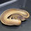 Miniature : Python regius "Cinny pin het piebald "
