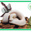 Miniature : Python regius "Ivory mojave"