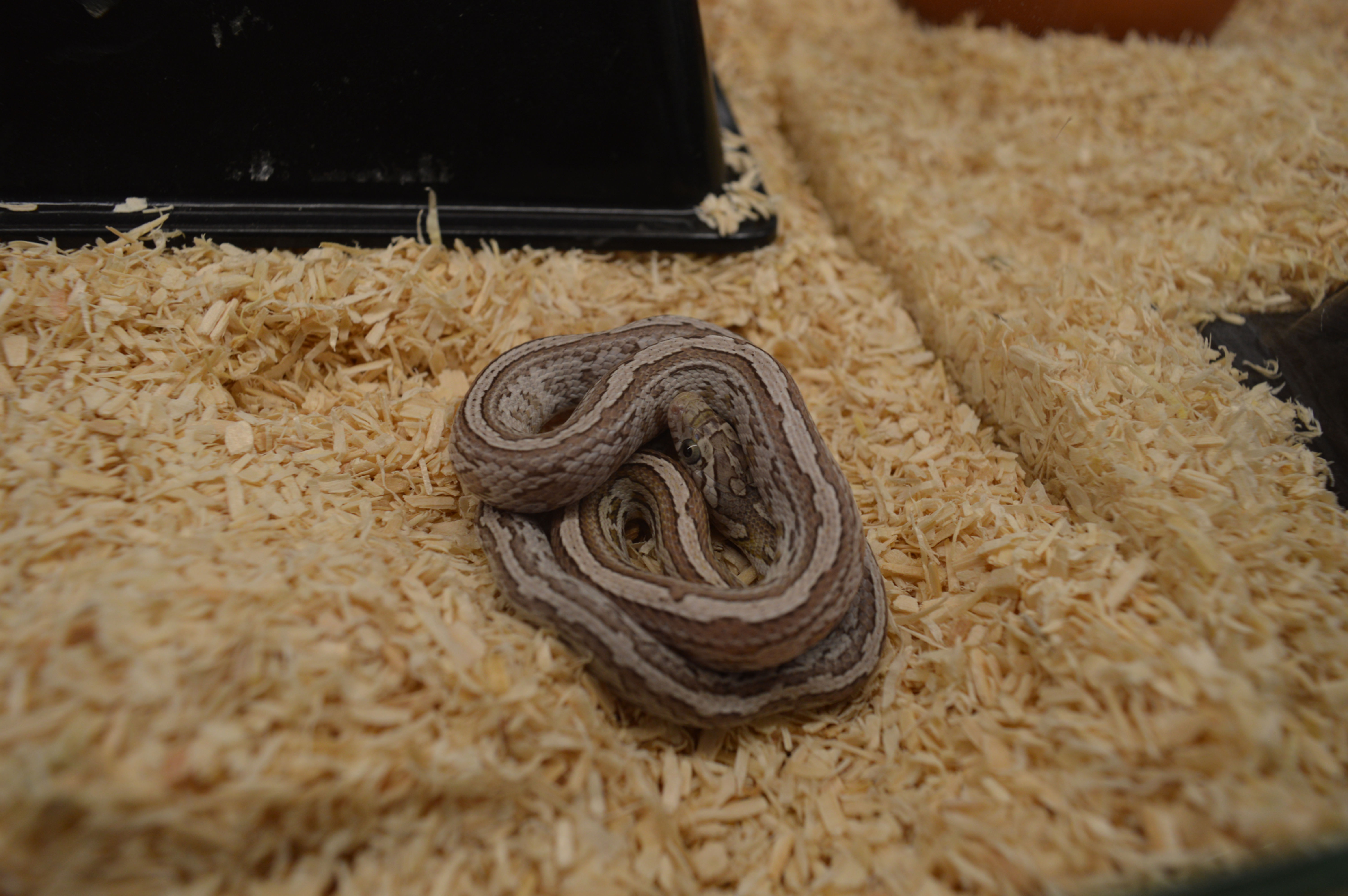 Pantherophis guttatus "Tessera Lavender"