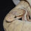 Miniature : Python Regius «GHI Pastel Butter Het genetic stripe » NC2023
