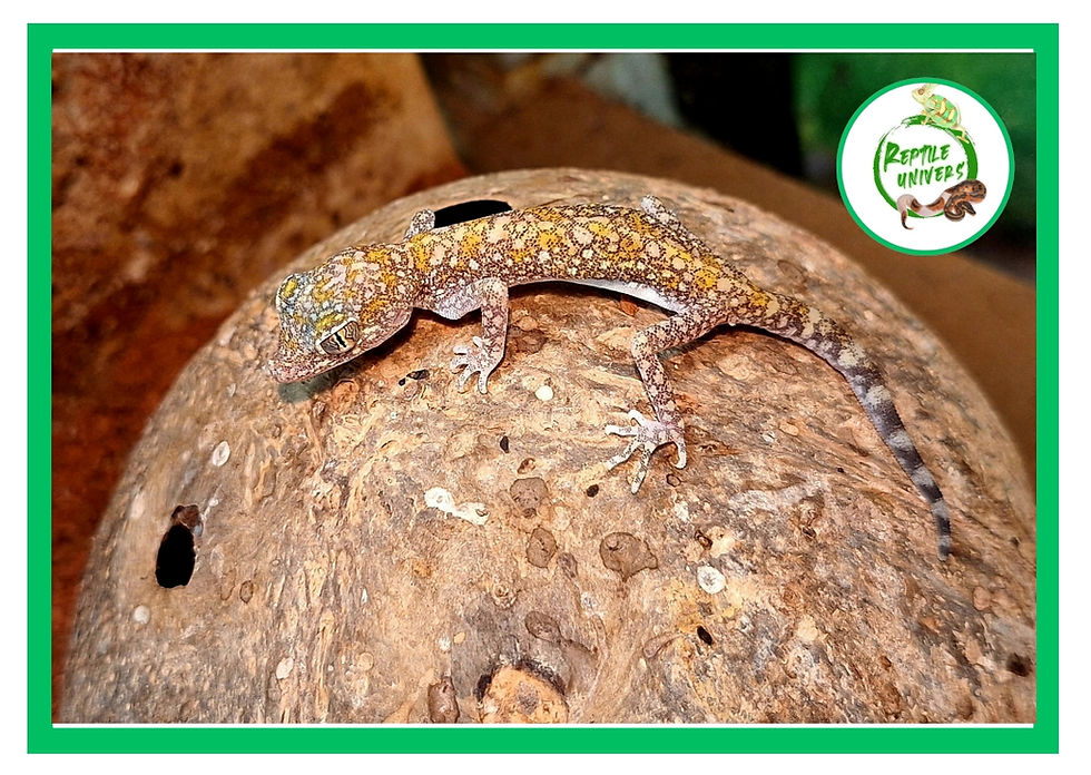 Miniature : Stenodactylus Sthenodactylus