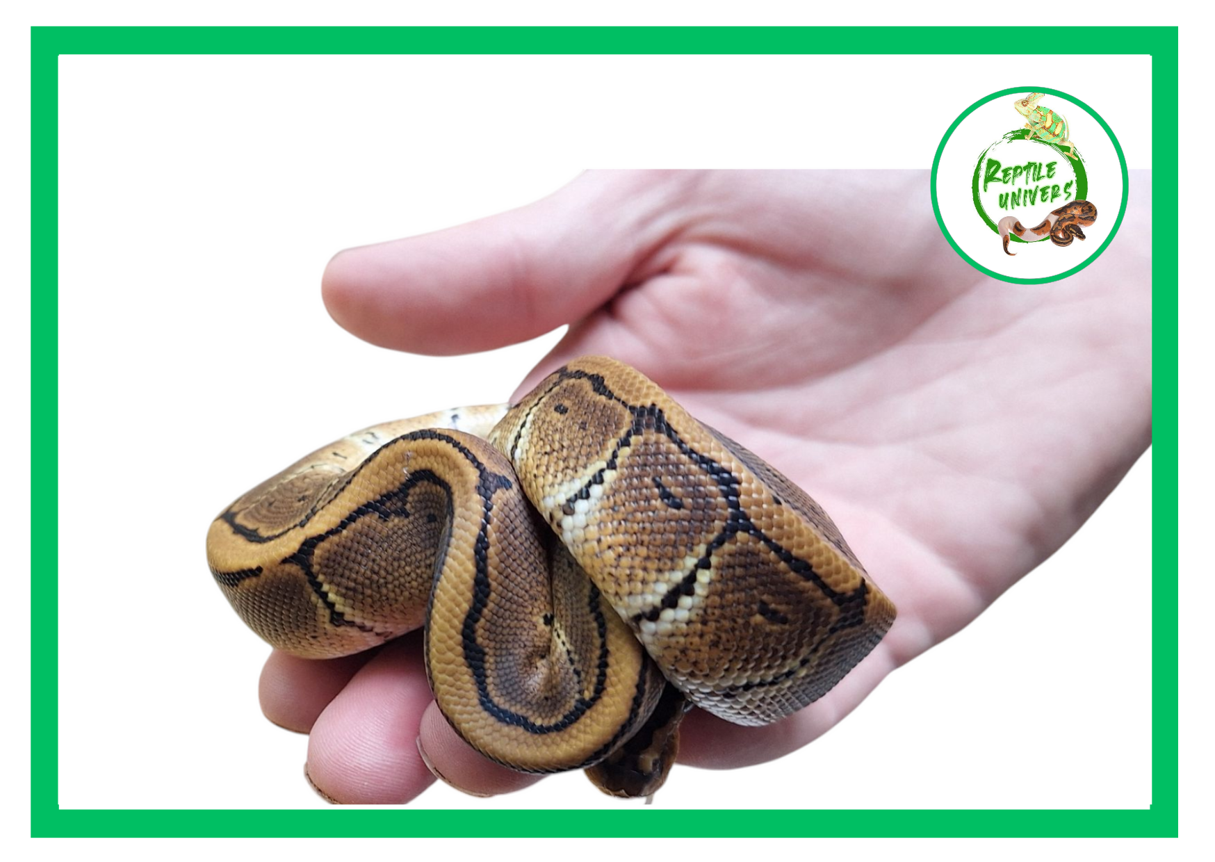 Python regius " Pinstripe  het piebald "