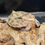 Miniature : Ceratophrys  cranwelli  " Coffee"