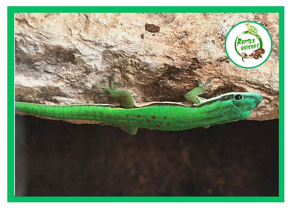 Miniature : Phelsuma nigristriata 