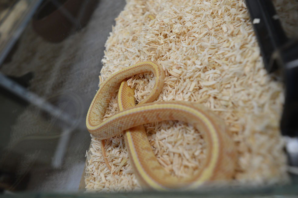 Pantherophis guttatus "Tessera Butter"