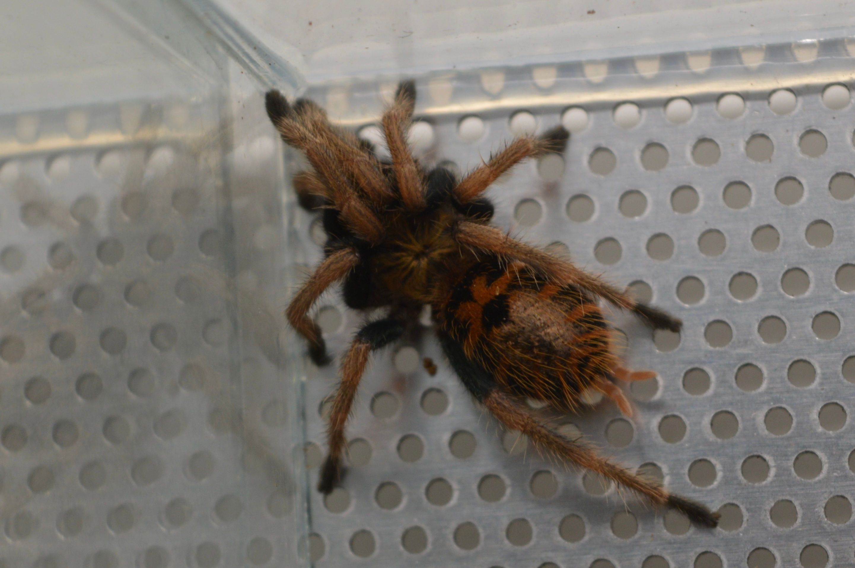 Chromatopelma Cyaneopubescens 4 cm