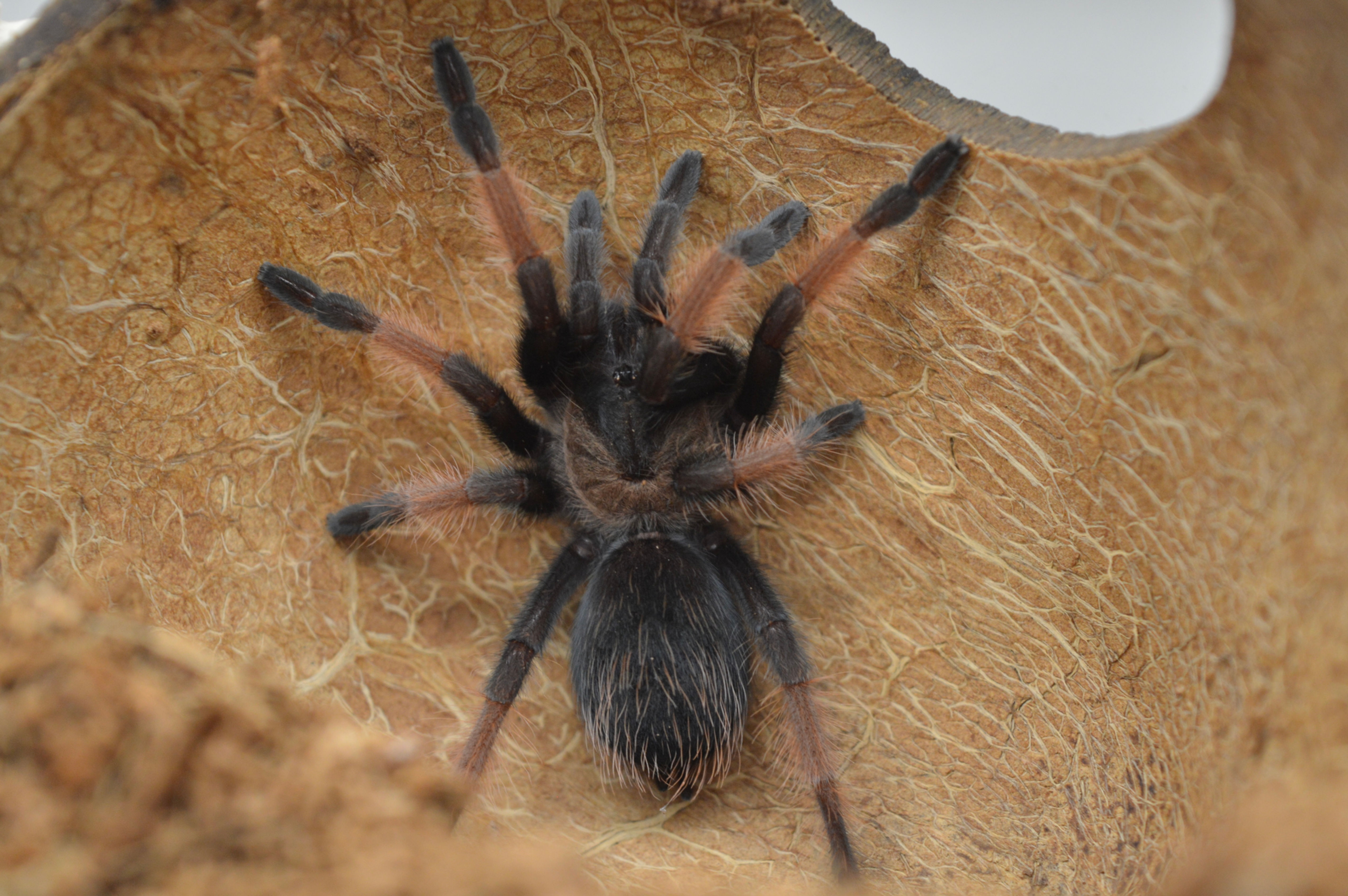 Brachypelma emilia 5 cm