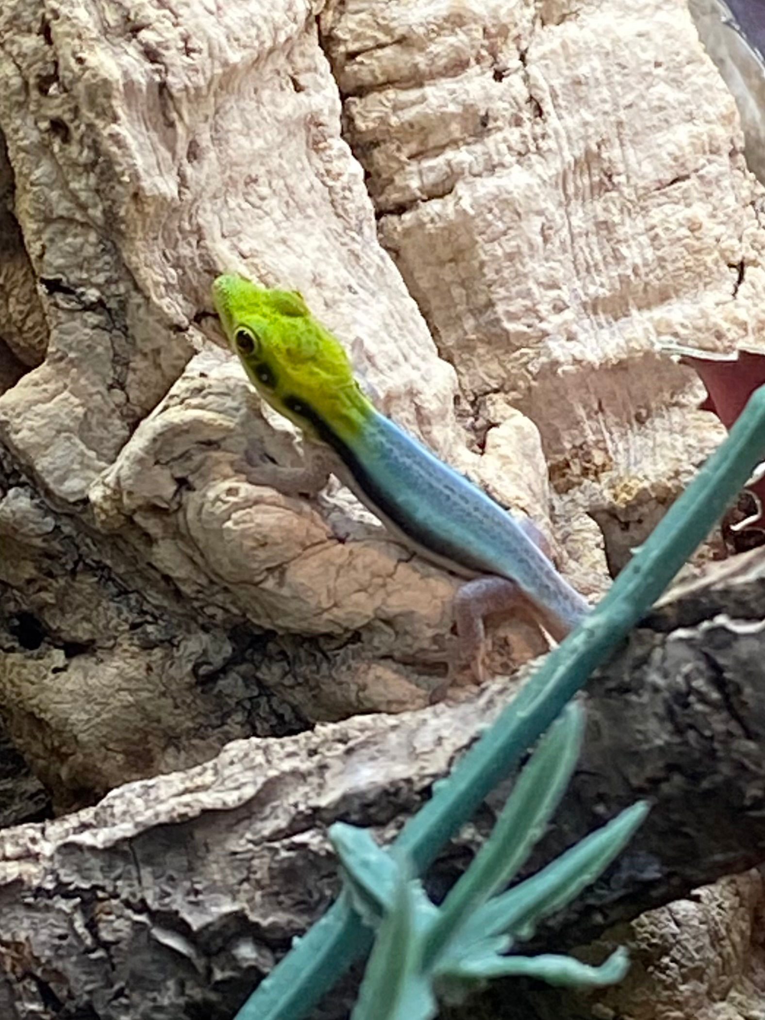 Phelsuma klemmeri 