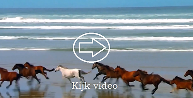 Emotionele intelligentie - EQ bij paarden.png