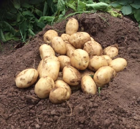 patate