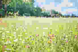 Tall grass