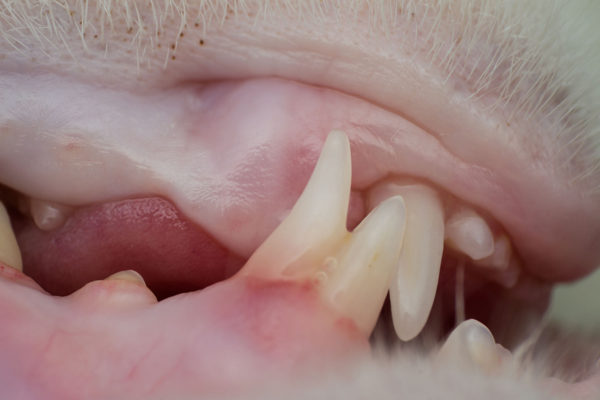 Canine teeth after cleaning the dental tartar
